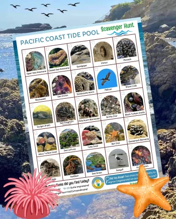 Pacific Coast Tide Pool Scavenger Hunt