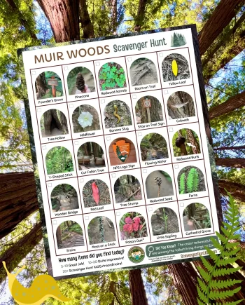 Muir Woods Scavenger Hunt