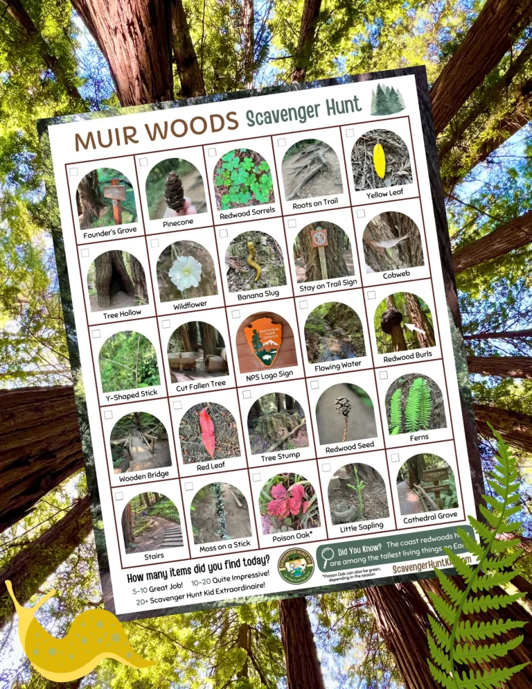 Muir Woods Scavenger Hunt